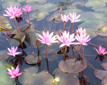 The lotus flower